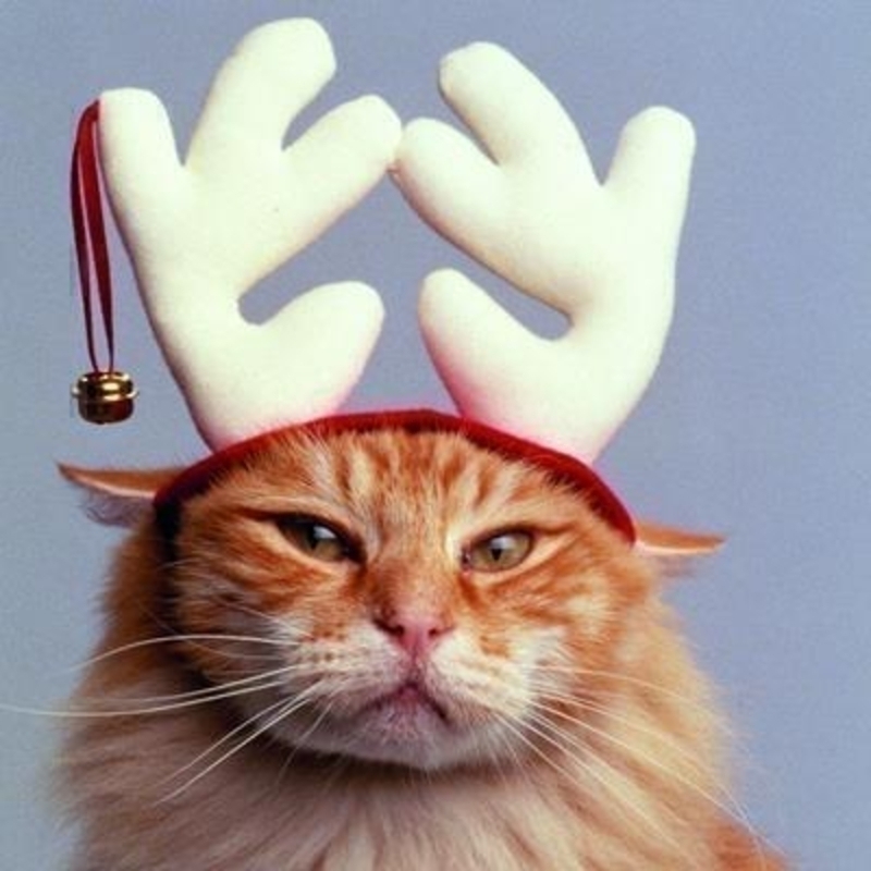cat reindeer ears